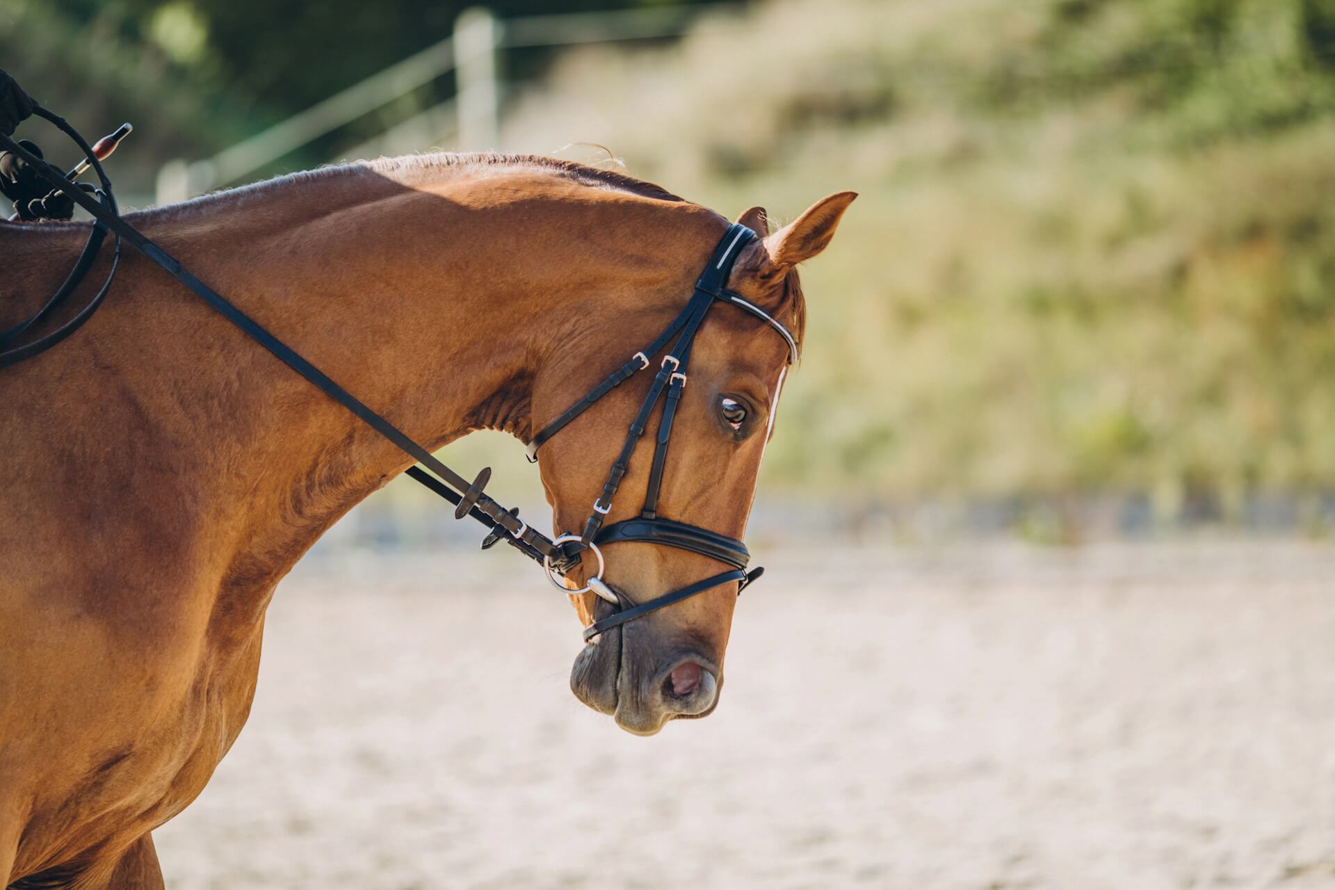 Horse and Facility Management Software
